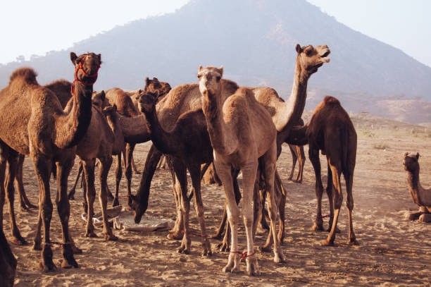 Gurawa Camels