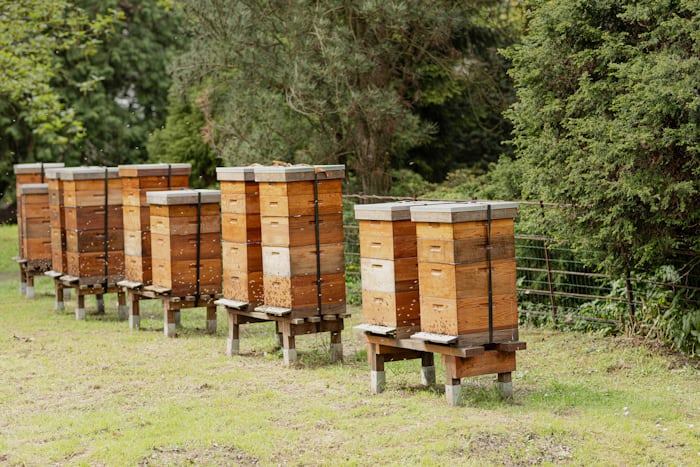 Honey Bee Hives